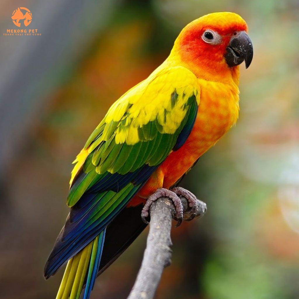 Mua Bán Vẹt Sun Conure Uy Tín Tại TP.HCM